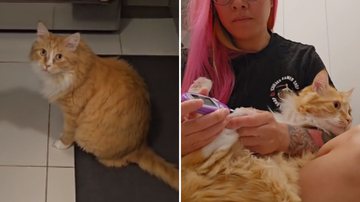 Reprodução / TikTok