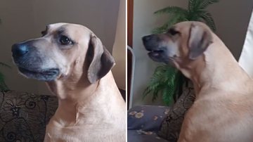 Reprodução / TikTok