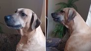 Reprodução / TikTok