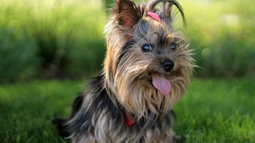 Jan Vašek por Pixabay