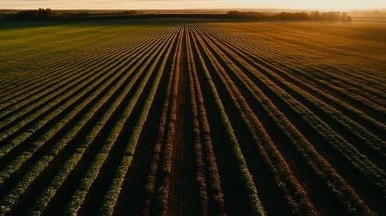 Divulgação/Freepik