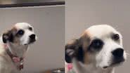 Reprodução// TikTok @lefrison_