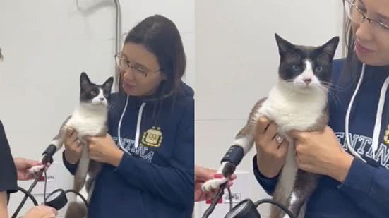 Reprodução//TikTok @padiniz