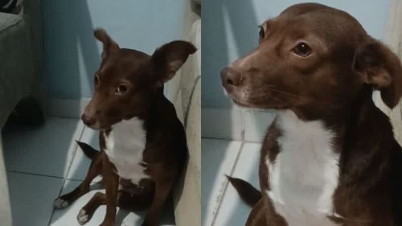Reprodução// TikTok @camillaesandrapaula