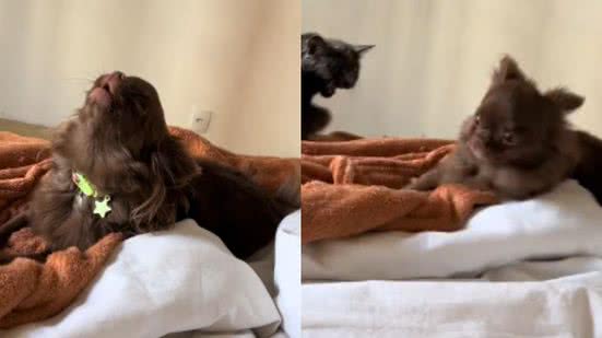 Reprodução// TikTok @laraazevedos