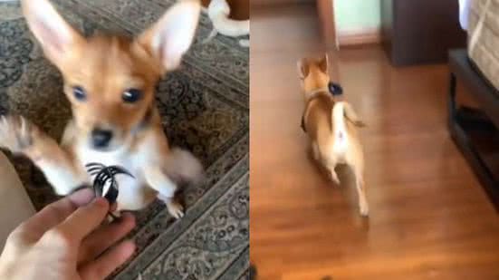 Reprodução// TikTok @jocajoaca