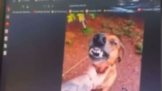 Reprodução// TikTok @humor.clt