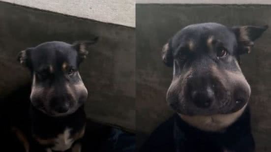 Reprodução// TikTok @andriappieruccini