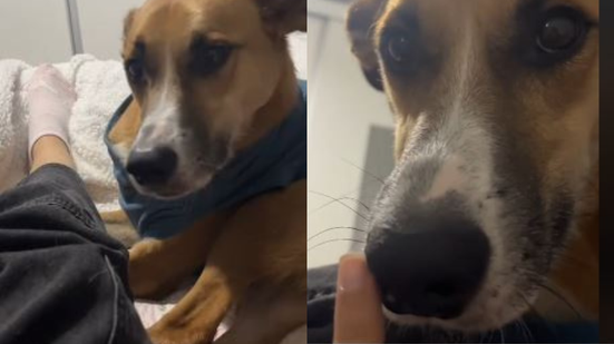 Reprodução// TikTok @drii_lou