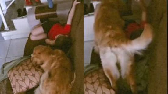 Reprodução// TikTok @tali.campofiorito