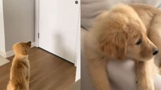 Reprodução// TikTok @thegolden.dora