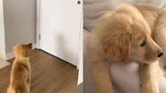 Reprodução// TikTok @thegolden.dora