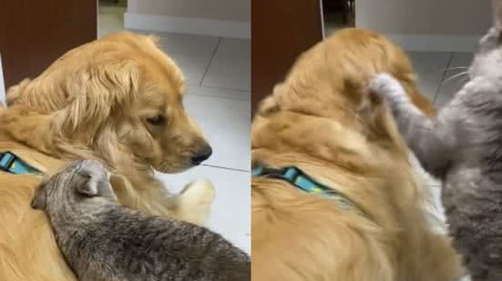 Reprodução// TikTok @messigoldenretriever