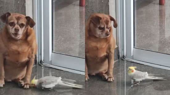 Reprodução/TikTok @paoca.e.lombadinha