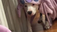 Reprodução// TikTok @rabeschi_