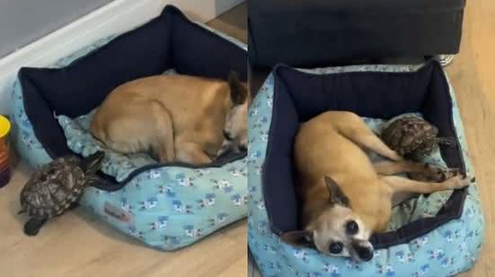 Reprodução/ TikTok @biancavargasds