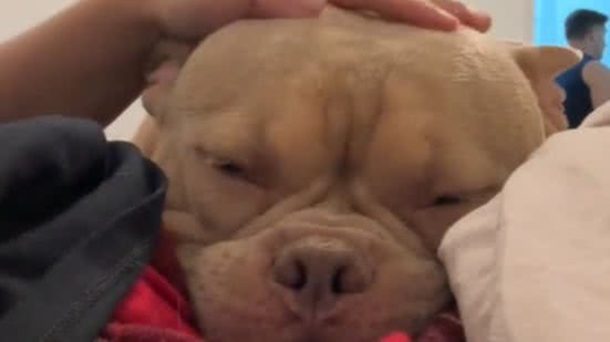 Reprodução// TikTok @fordbully