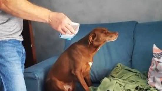 Reprodução/TikTok @pandora.sarcastica