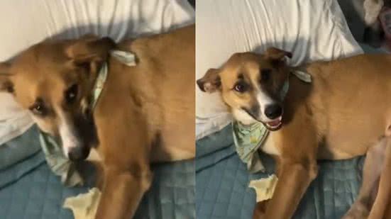 Reprodução/ TikTok @drii_lou