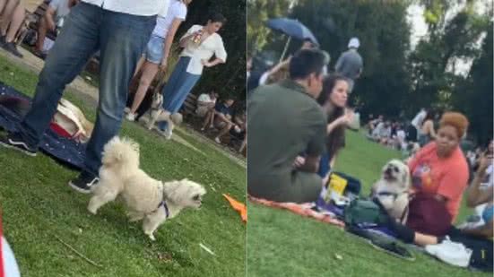 Reprodução//TikTok @hey_muttley