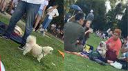 Reprodução//TikTok @hey_muttley
