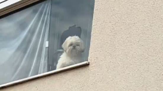 Reprodução/TikTok @viralatacaramelo