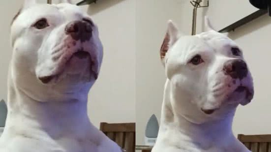 Reprodução// TikTok @albabully