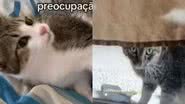 Reprodução/TikTok @larissaporto02