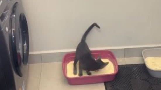 Reprodução/TikTok @naqueirozzzz