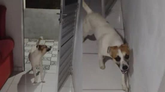 Reprodução/TikTok @marciaavelaar