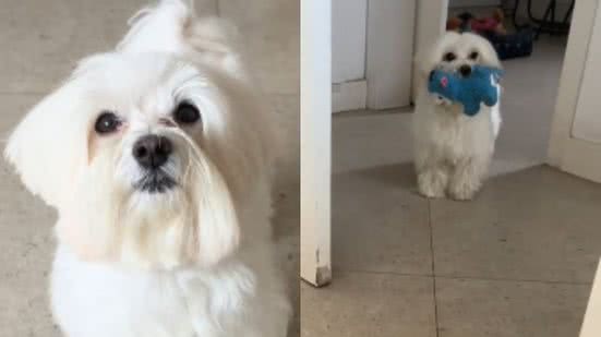 Reprodução// TikTok @theo.sweet.dog
