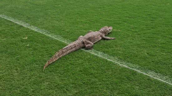 Reprodução/Redes Sociais/X/@newscolina