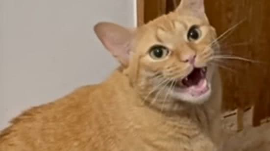 Reprodução / Redes Sociais