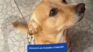 Reprodução / Redes sociais