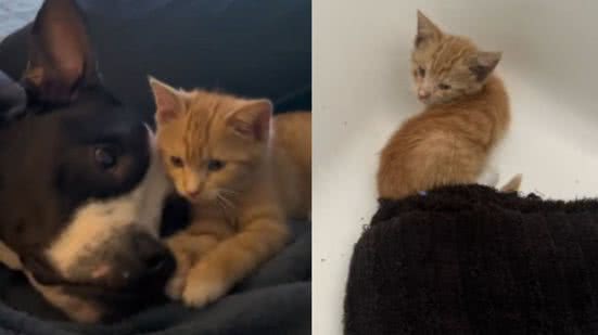 Reprodução / TikTok