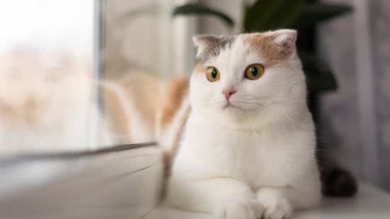 Ilustrativa / FreePik