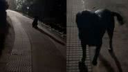 Reprodução / TikTok