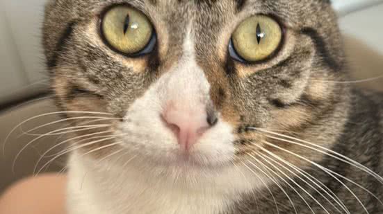 Reprodução / Redes Sociais