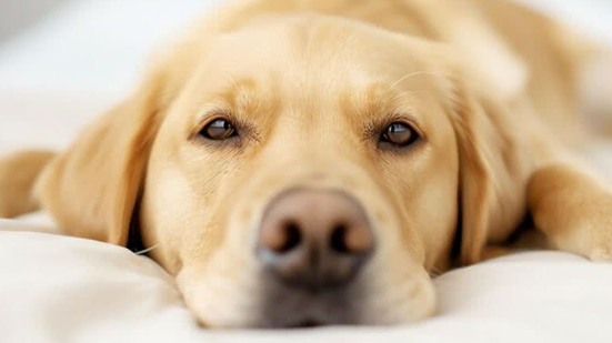 Divulgação / Freepik