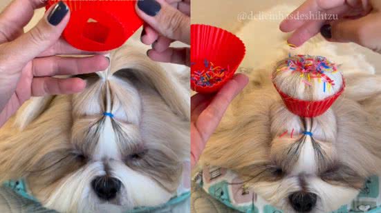 Instagram/@delicinhasdeshihtzu