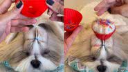 Instagram/@delicinhasdeshihtzu