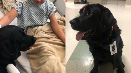 Divulgação/Cão Terapeuta Mel