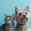 Cães e gatos envelhecem diferente: veja como calcular a idade real do seu pet