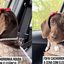 Pura elegância! Cachorrinha chama atenção pelo look e por educação no passeio de carro\u003B confira