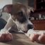 Cachorrinho resgatado encata web com reação ao receber elogios\u003B veja vídeo