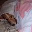 VÍDEO: Doguinho acorda com frio e se recusa a tomar banho