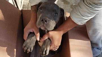 Arquivo pessoal/Centro de Resgate Xollin