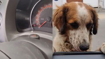 Reprodução/TikTok @rashellmuniz