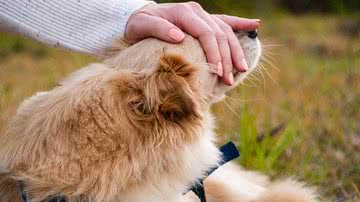 Reprodução/Pixabay