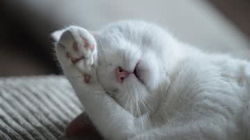 Ilustrativa / Pixabay